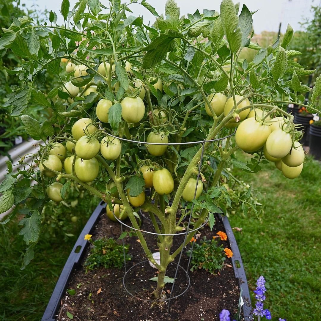 Gardening 1.-Determinate-tomatoes Pruning Tomato Plants : A Comprehensive Guide