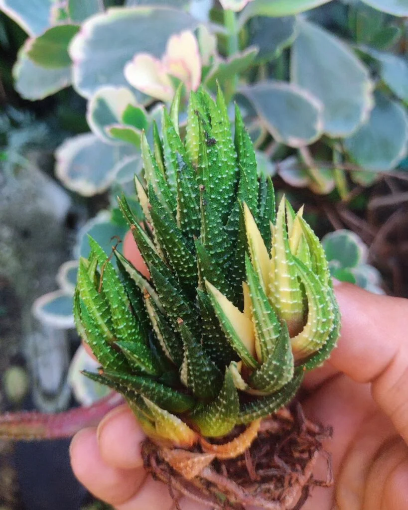Gardening 2.-Haworthia-1-819x1024 Korean Succulents : Easy Care Tips for Unique and Beautiful Plants
