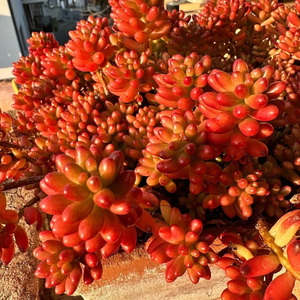 Gardening 3.-Sedum-1024x1024 Korean Succulents : Easy Care Tips for Unique and Beautiful Plants