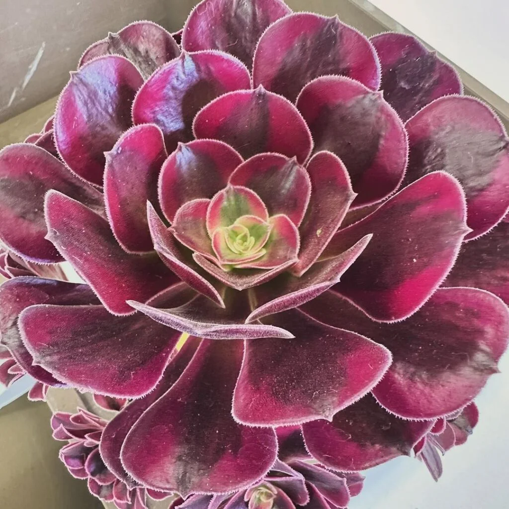 Gardening 4.Aeonium-1024x1024 Korean Succulents : Easy Care Tips for Unique and Beautiful Plants