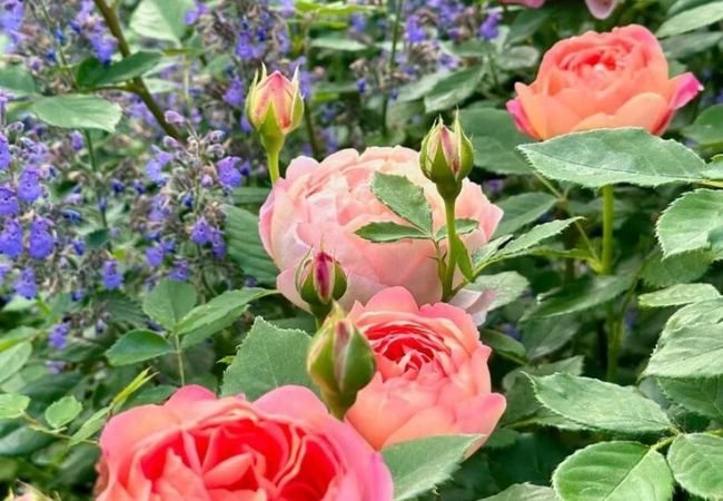 Best 25 Companion Plants for Roses