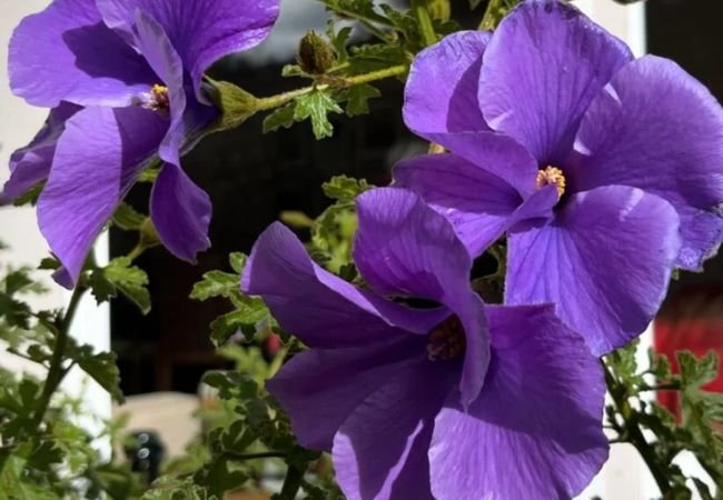 Blue Hibiscus: A Guide to Growing and Caring