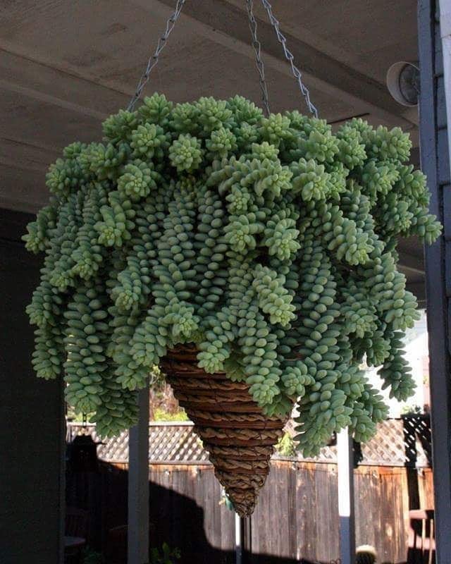 Gardening Burros-Tail-2 10 Awesome Hanging Succulents to Cool Up Your Place