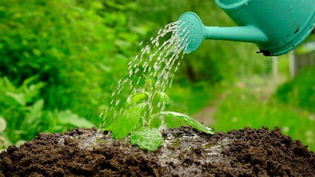 Gardening Caring-for-Your-Witchy-Garden-1 Witchy Garden : Discover the Secrets of Creating Your Own