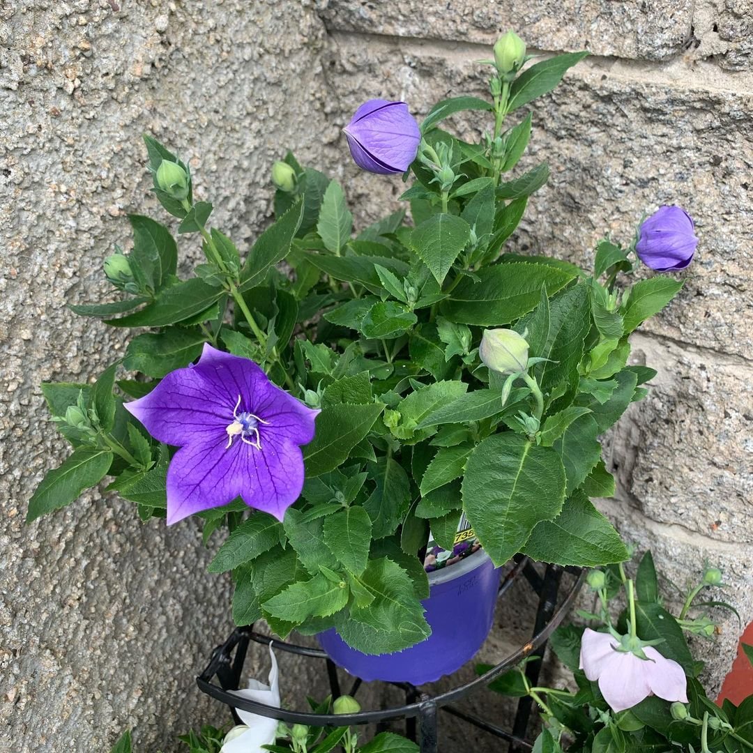 Gardening Choosing-Plants-for-Your-Witchy-Garden Witchy Garden : Discover the Secrets of Creating Your Own