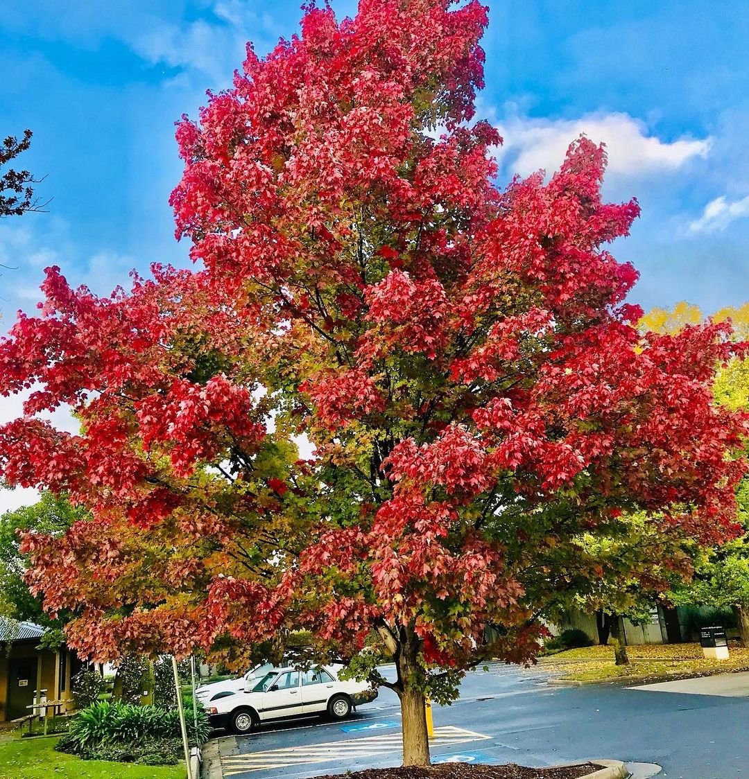 Gardening Choosing-the-Right-Maple-Tree-for-You Maple Trees : A Complete Guide to Varieties and Care