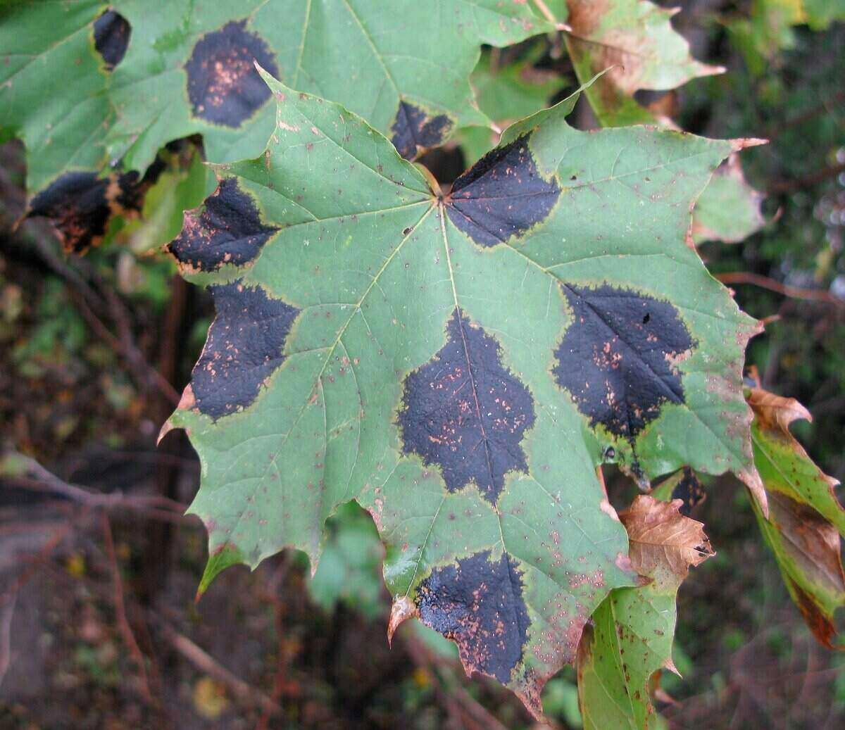 Gardening Common-Problems-with-Maple-Trees Maple Trees : A Complete Guide to Varieties and Care