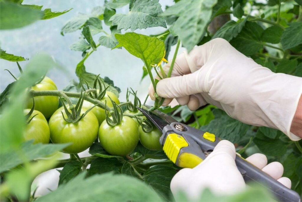 Gardening Common-Pruning-Mistakes-to-Avoid-1024x683 Pruning Tomato Plants : A Comprehensive Guide