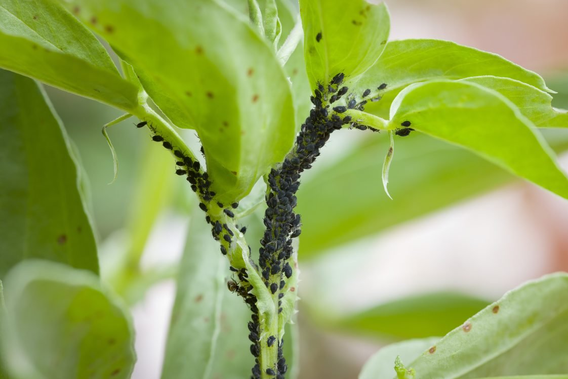Gardening Dealing-with-Challenges Witchy Garden : Discover the Secrets of Creating Your Own