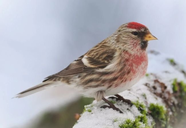 Finches of Michigan: Exploring the Diverse Species