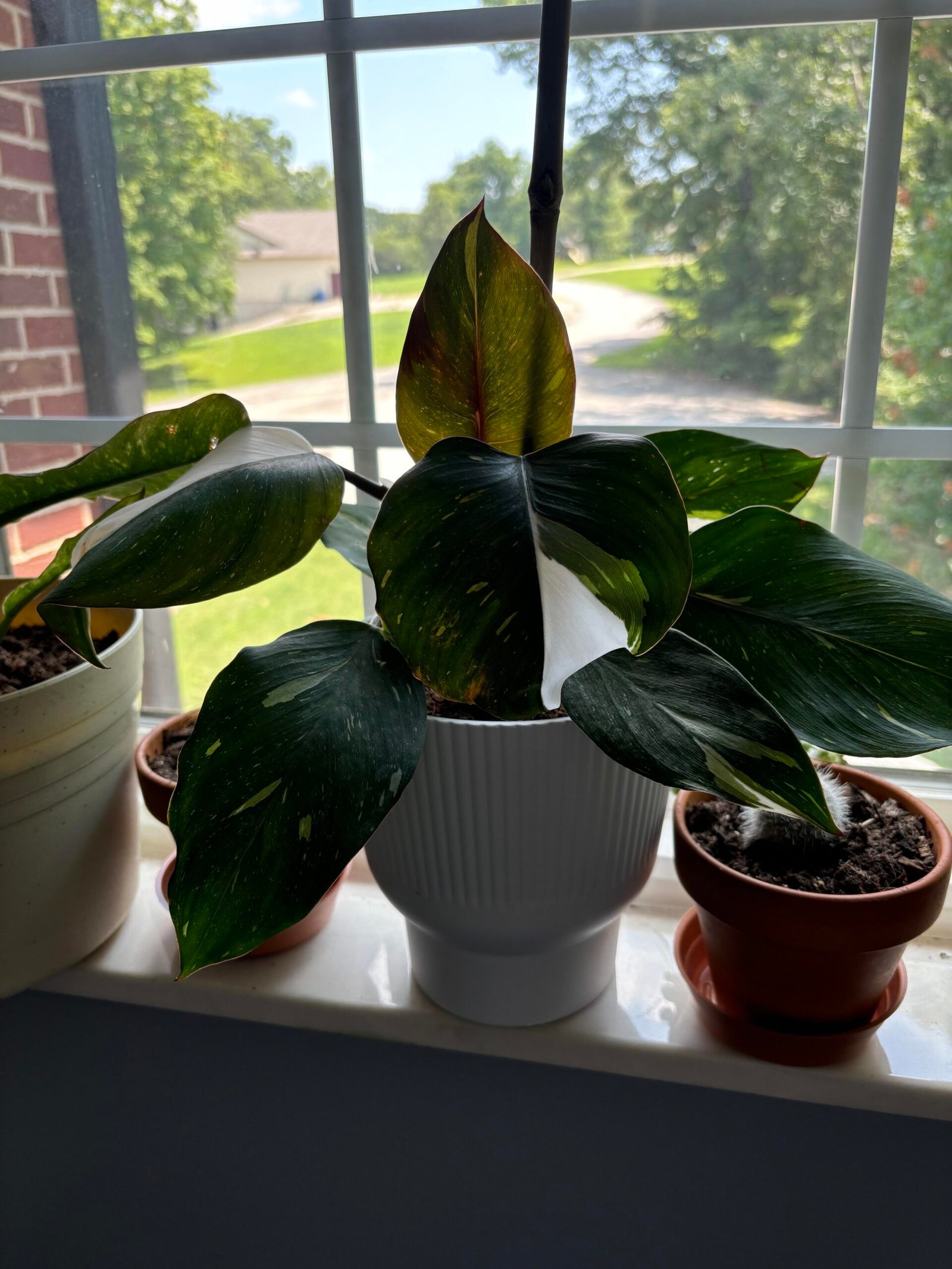 Gardening Finding-That-Goldilocks-Zone-1-scaled Mastering Light for Your Philodendron White Knight: A No-Fuss Guide