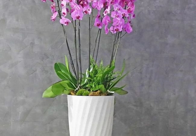 How to Grow Happy Orchids in Pots : A Simple Guide for Everyone