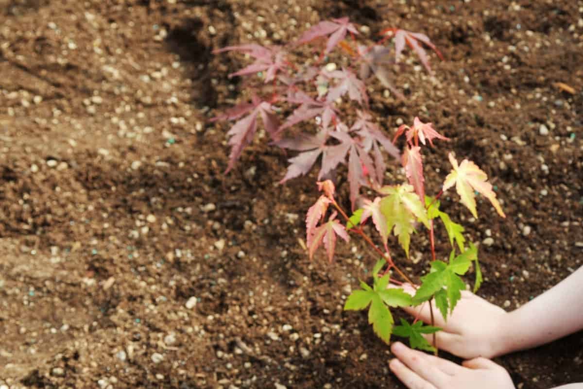 Gardening How-to-Plant-a-Maple-Tree-2 Maple Trees : A Complete Guide to Varieties and Care
