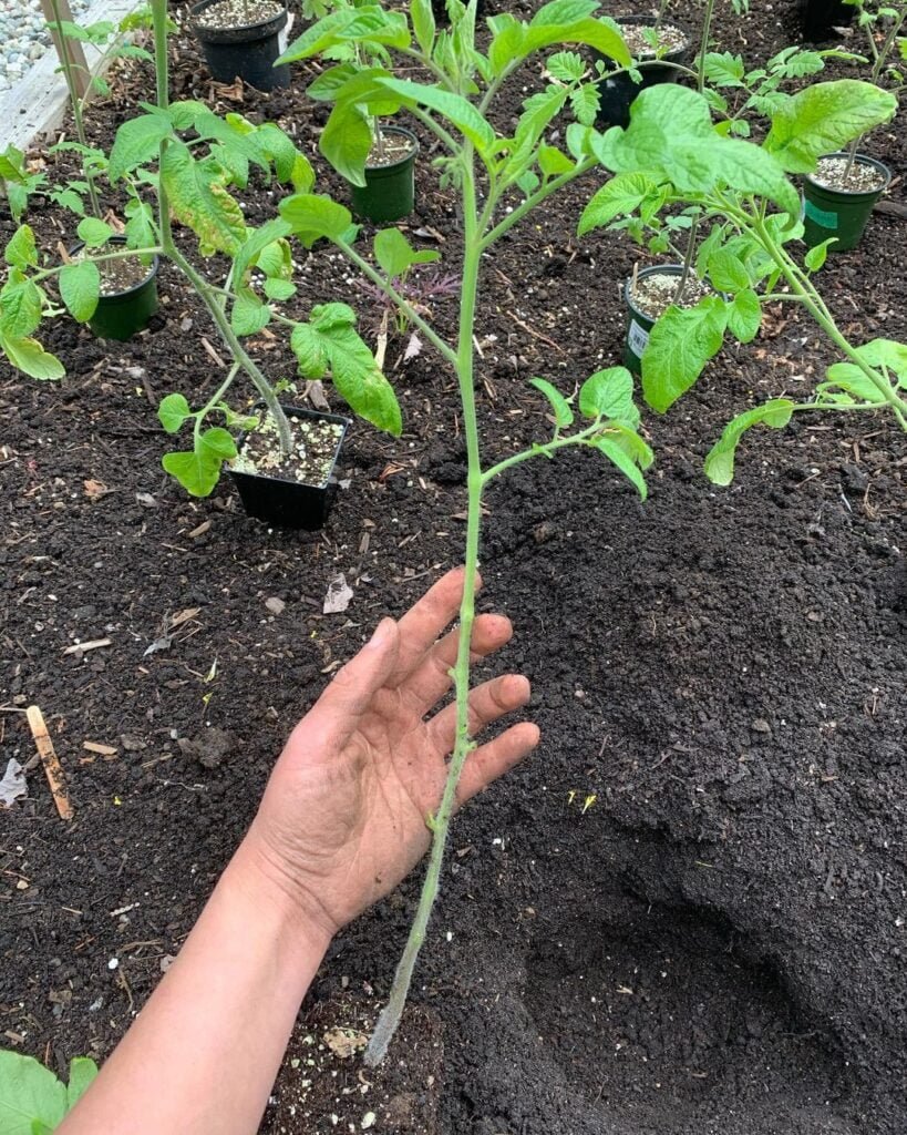 Gardening How-to-Prune-Tomato-Plants-819x1024 Pruning Tomato Plants : A Comprehensive Guide