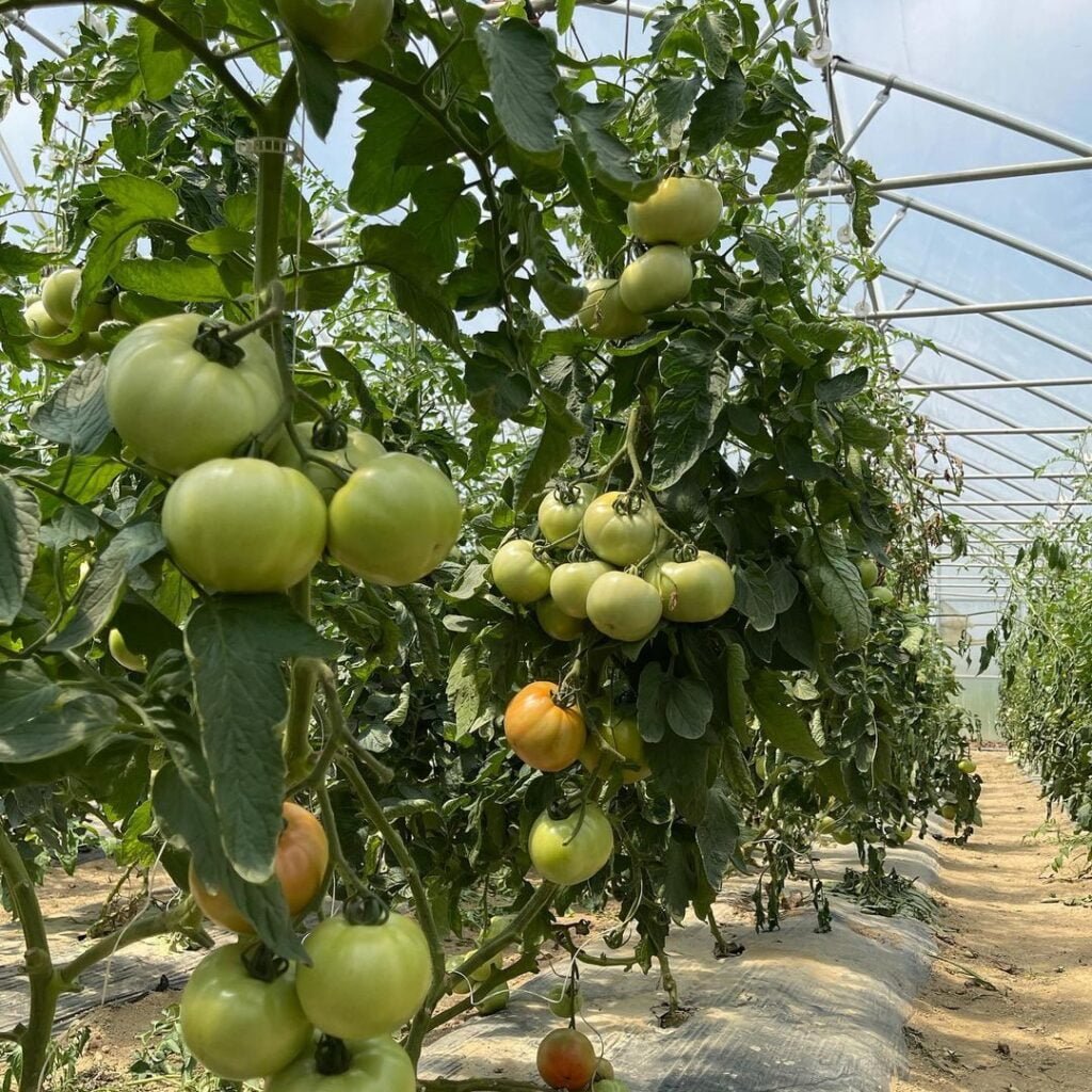 Gardening Indeterminate-tomatoes-1024x1024 Pruning Tomato Plants : A Comprehensive Guide