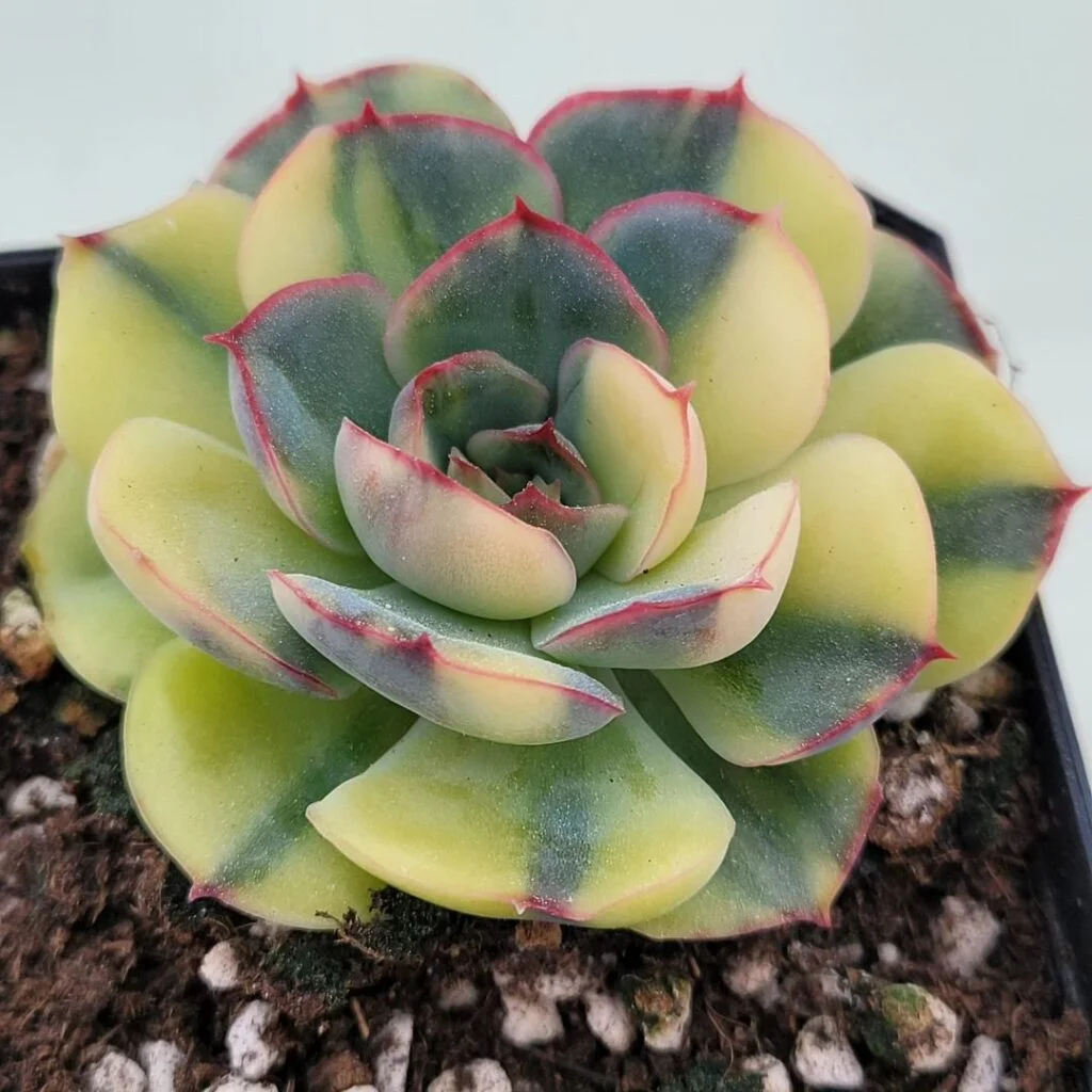 Gardening Korean Succulents : Easy Care Tips for Unique and Beautiful Plants