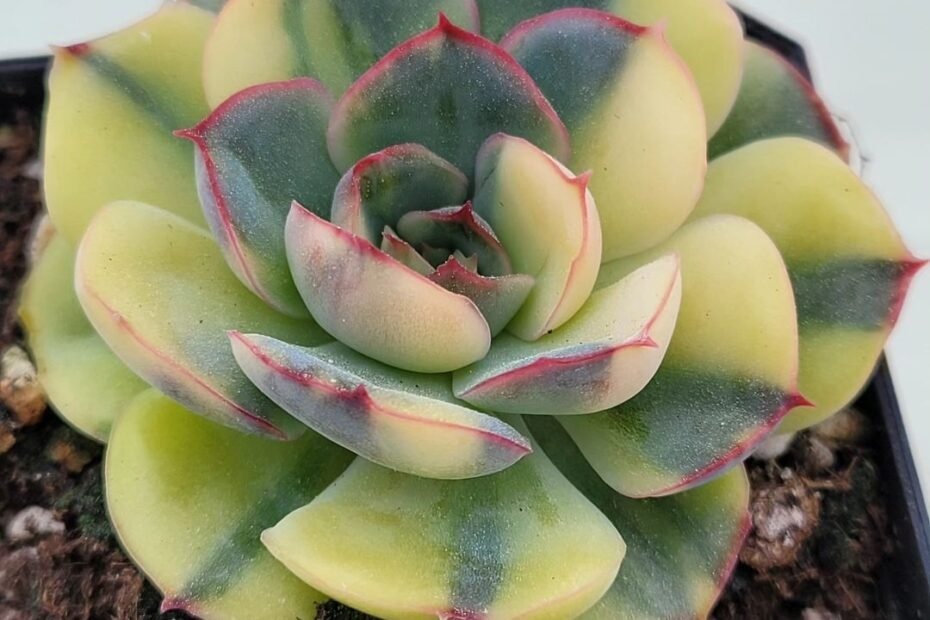 Korean Succulents: Easy Care Tips for Unique and Beautiful Plants
