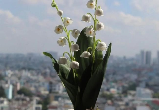 Lily of the Valley Flowers: A Complete Guide