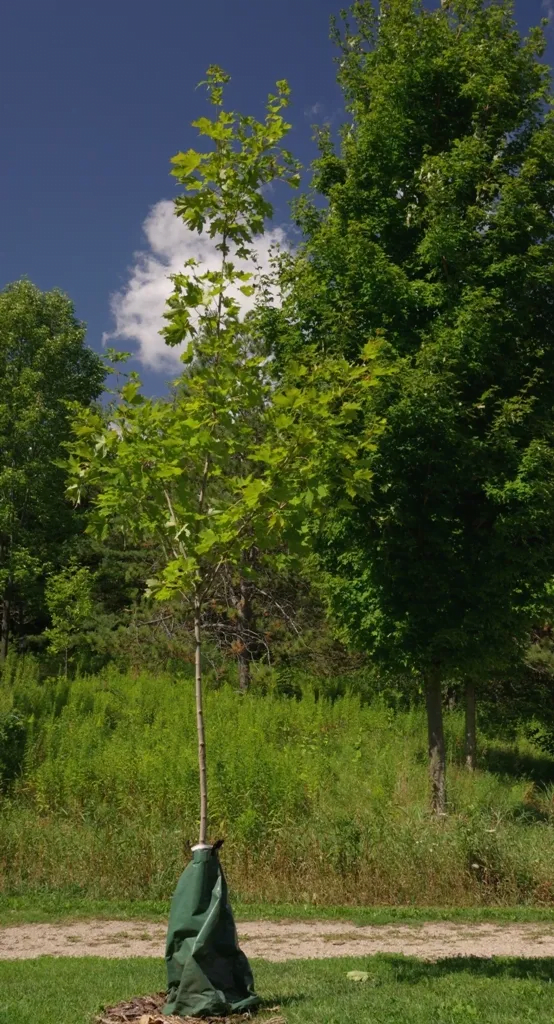 Gardening Maple-Tree Maple Trees : A Complete Guide to Varieties and Care