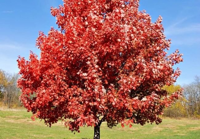 Maple Trees: A Complete Guide to Varieties and Care