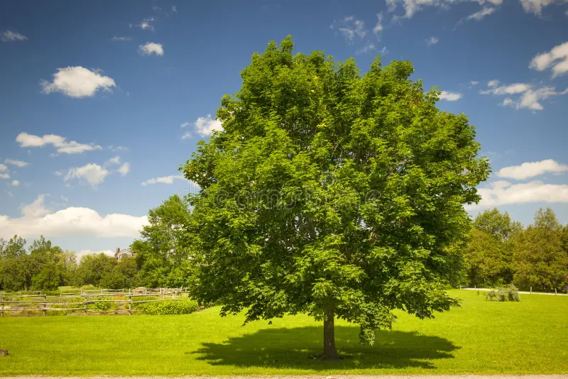 Gardening Maple-Trees-in-Different-Seasons-2 Maple Trees : A Complete Guide to Varieties and Care