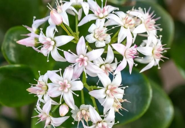 Master the Art of Growing Star Flowers from Seed