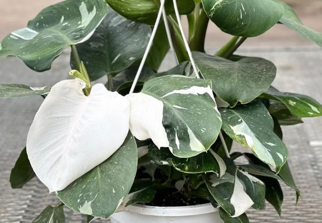 Mastering Light for Your Philodendron White Knight: A No-Fuss Guide