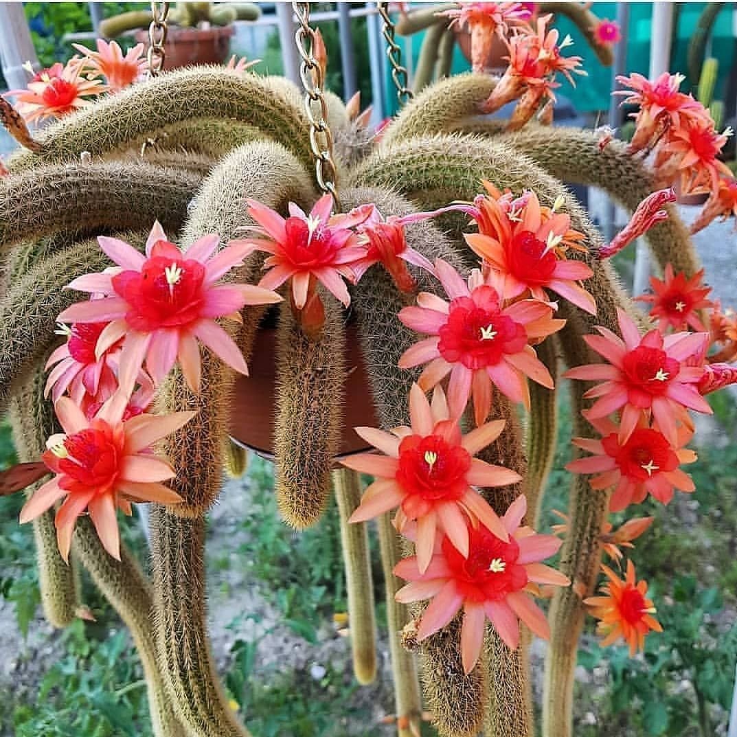 Gardening Monkeys-Tail-Cactus 10 Awesome Hanging Succulents to Cool Up Your Place
