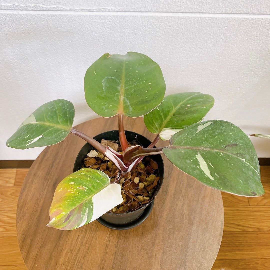 Gardening Philodendron-White-Knight-2 Mastering Light for Your Philodendron White Knight: A No-Fuss Guide