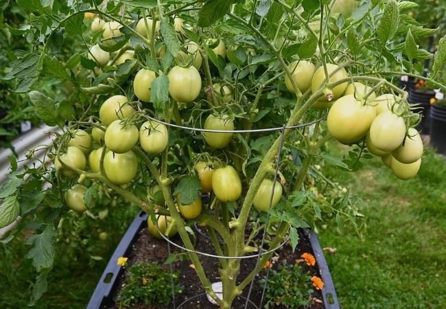 Pruning Tomato Plants: A Comprehensive Guide