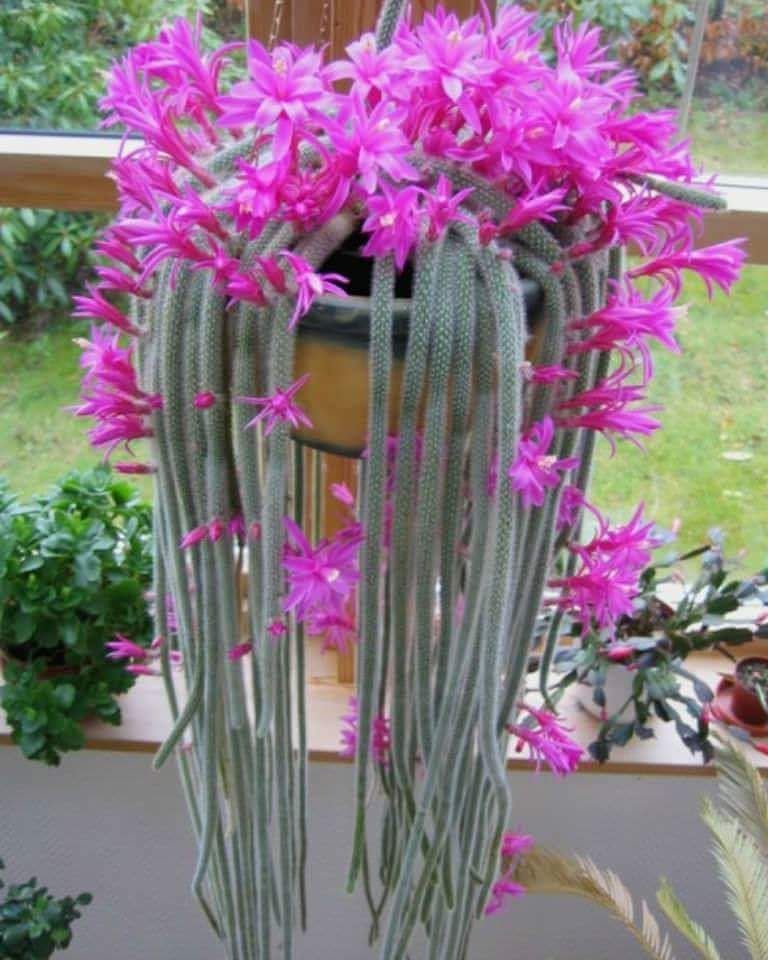 Gardening Rat-Tail-Cactus-2 10 Awesome Hanging Succulents to Cool Up Your Place