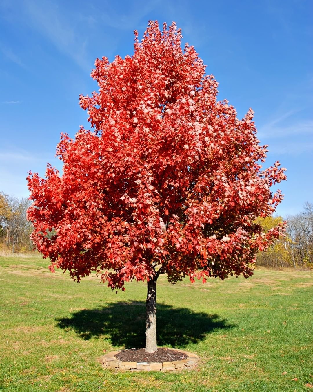 Gardening Red-Maple Maple Trees : A Complete Guide to Varieties and Care