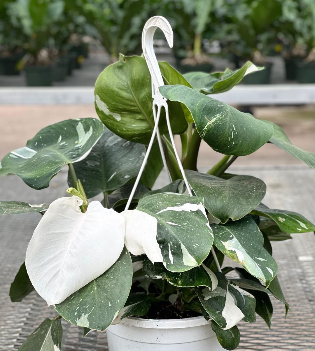 Gardening Rolling-with-the-Seasons Mastering Light for Your Philodendron White Knight: A No-Fuss Guide