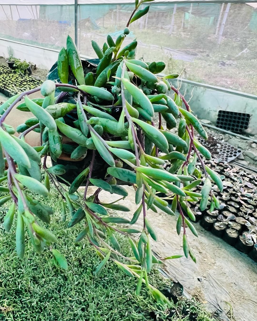 Gardening Ruby-Necklace 10 Awesome Hanging Succulents to Cool Up Your Place