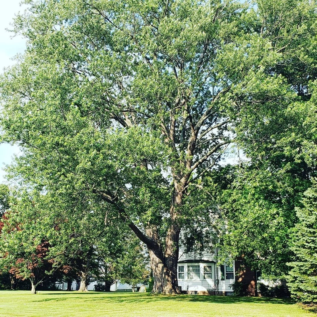 Gardening Silver-Maple Maple Trees : A Complete Guide to Varieties and Care