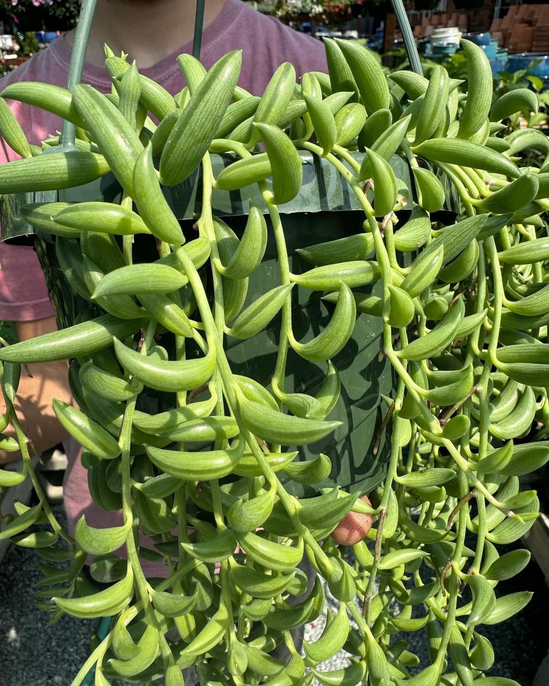 Gardening String-of-Bananas 10 Awesome Hanging Succulents to Cool Up Your Place