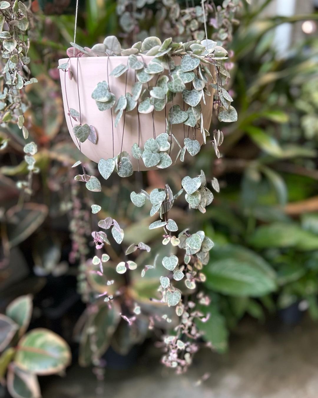 Gardening String-of-Hearts 10 Awesome Hanging Succulents to Cool Up Your Place
