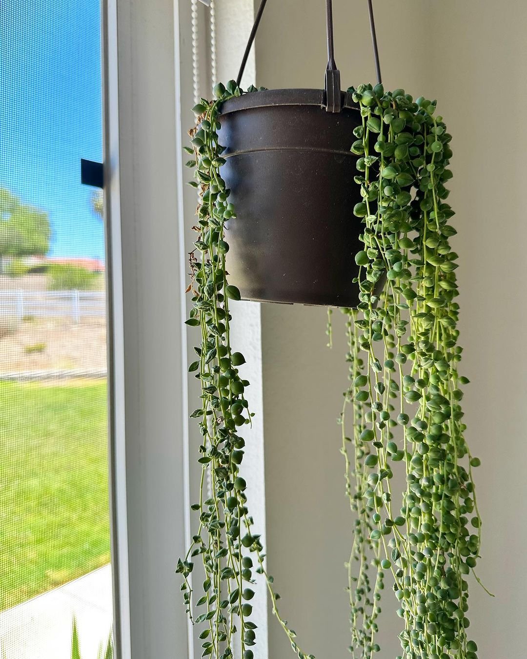 Gardening String-of-Pearls 10 Awesome Hanging Succulents to Cool Up Your Place