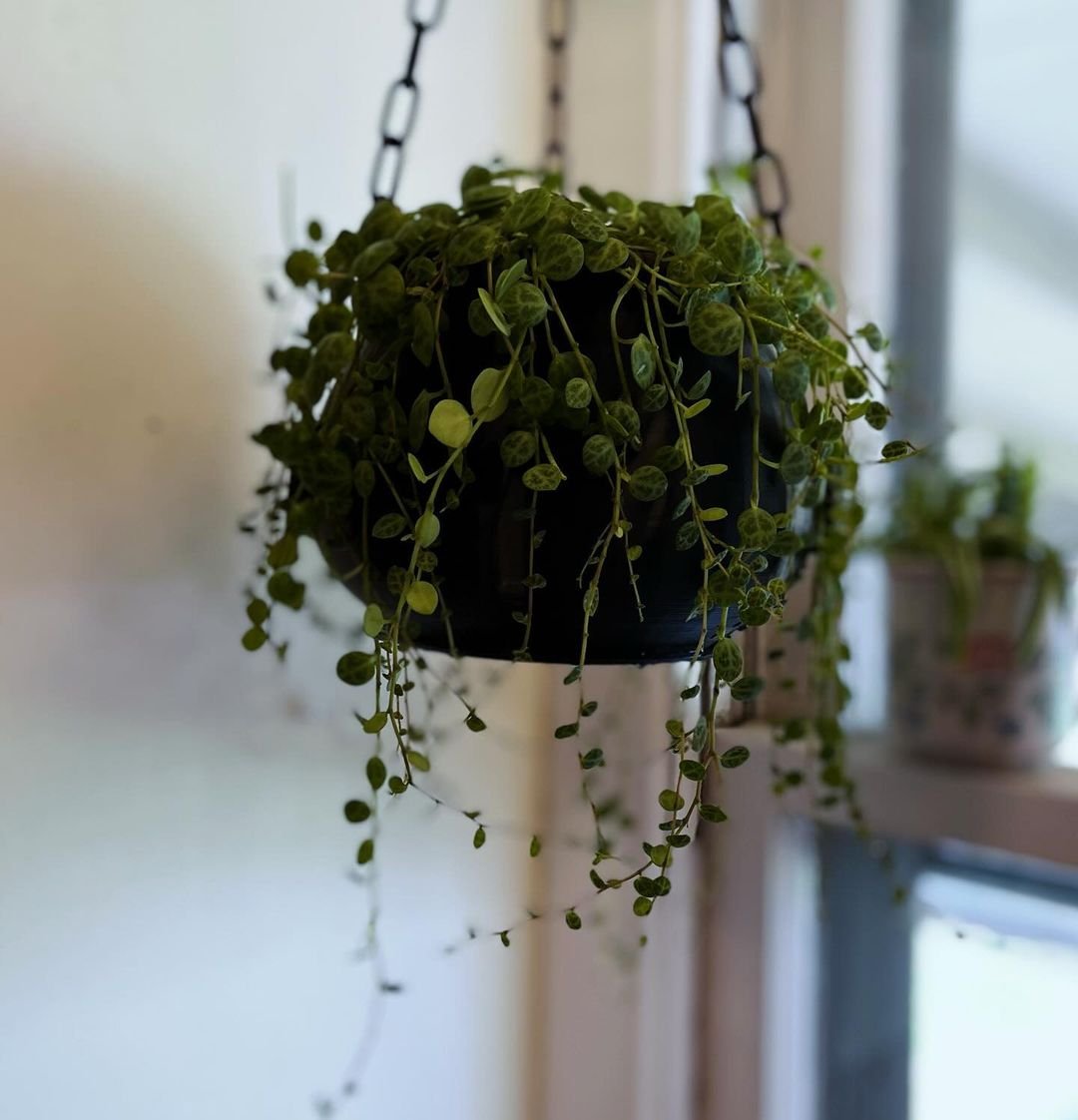 Gardening String-of-Turtles 10 Awesome Hanging Succulents to Cool Up Your Place