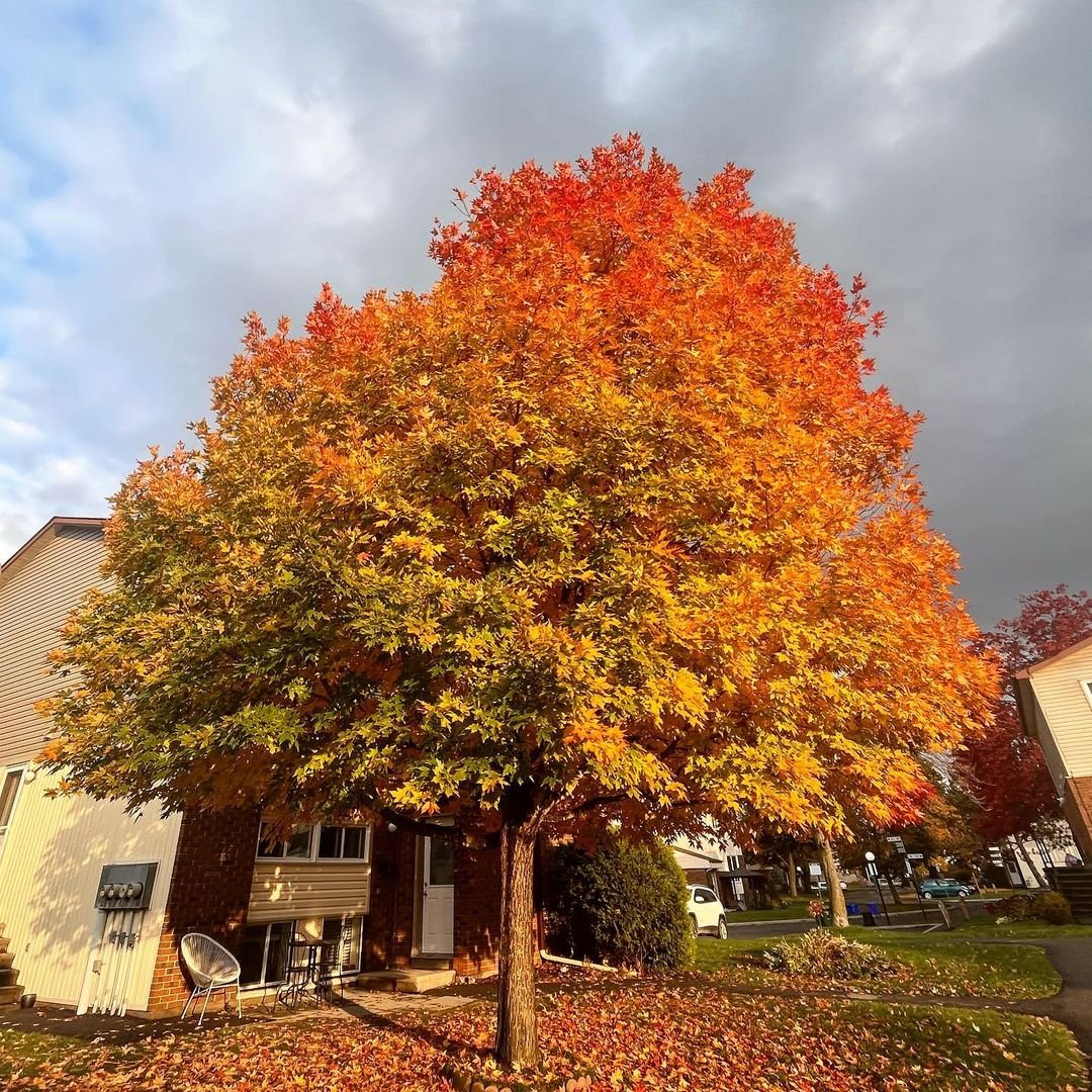 Gardening Sugar-Maple Maple Trees : A Complete Guide to Varieties and Care
