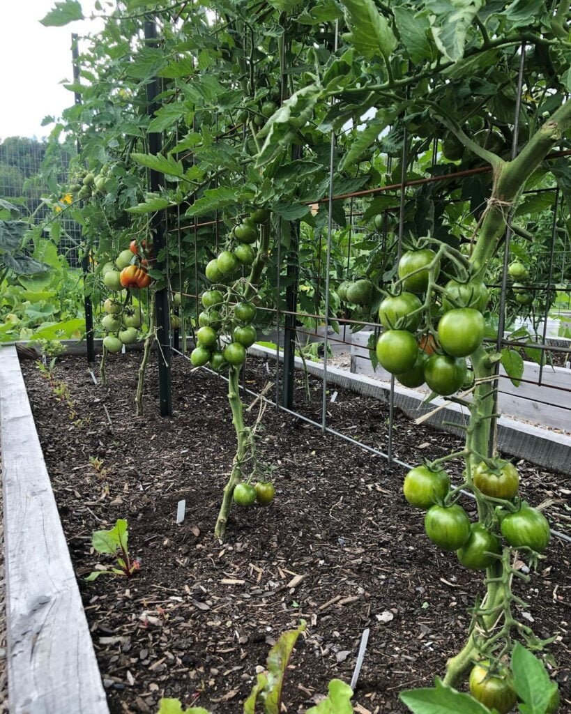Gardening Tips-for-Successful-Pruning-819x1024 Pruning Tomato Plants : A Comprehensive Guide