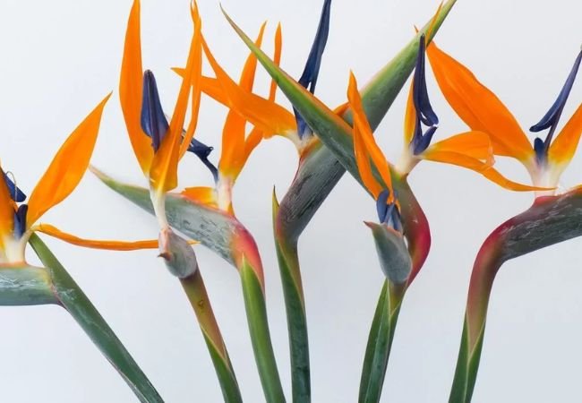 Top 10 Indoor Standing Flowers for Your Home