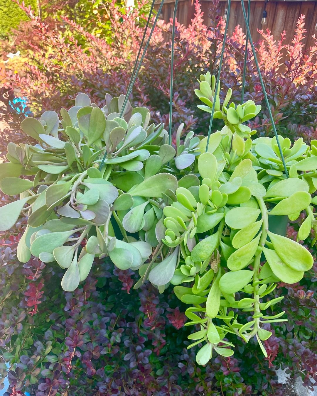 Gardening Trailing-Jade 10 Awesome Hanging Succulents to Cool Up Your Place