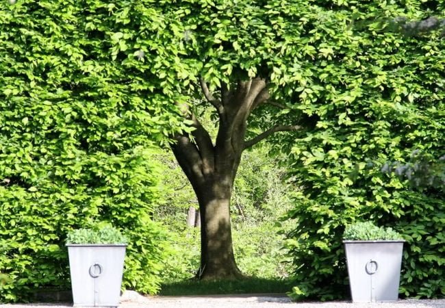 Trees That Start with Y: Natural Beauty Explained