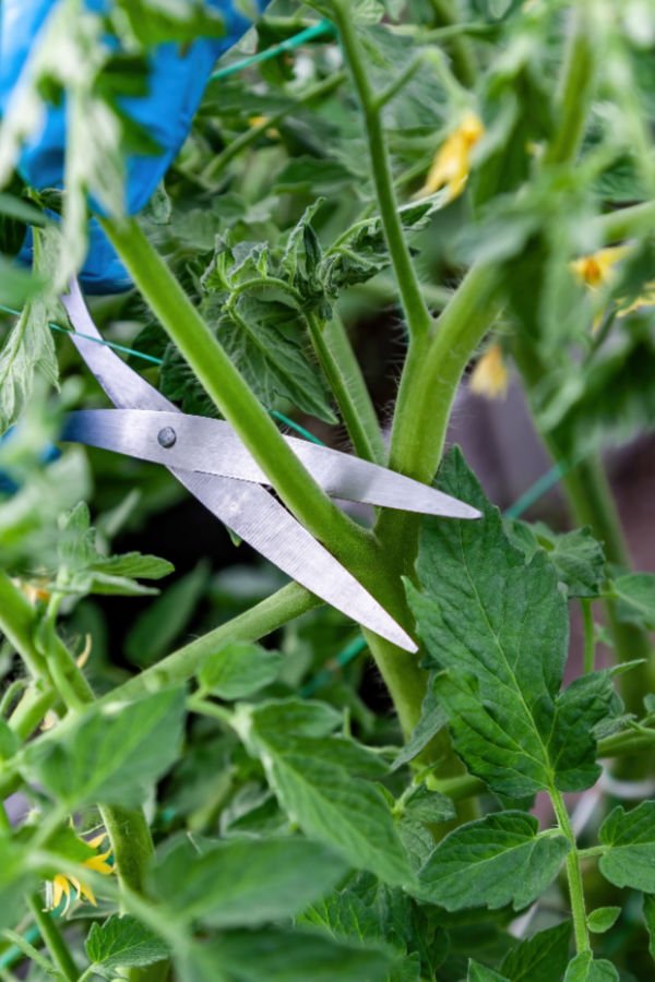 Gardening When-to-Start-Pruning-2 Pruning Tomato Plants : A Comprehensive Guide