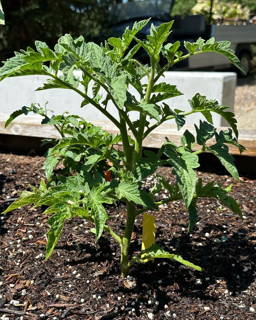 Gardening Why-Prune-Tomato-Plants Pruning Tomato Plants : A Comprehensive Guide