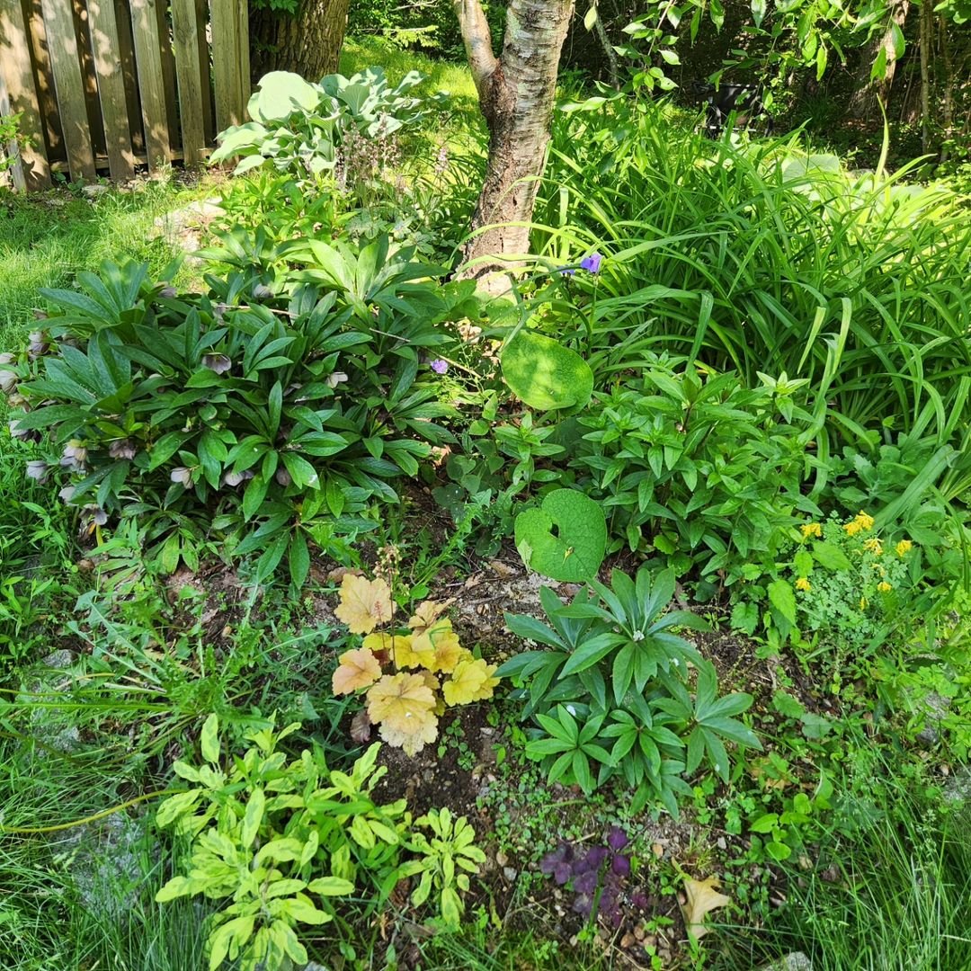 Gardening Witchy-Garden Witchy Garden : Discover the Secrets of Creating Your Own