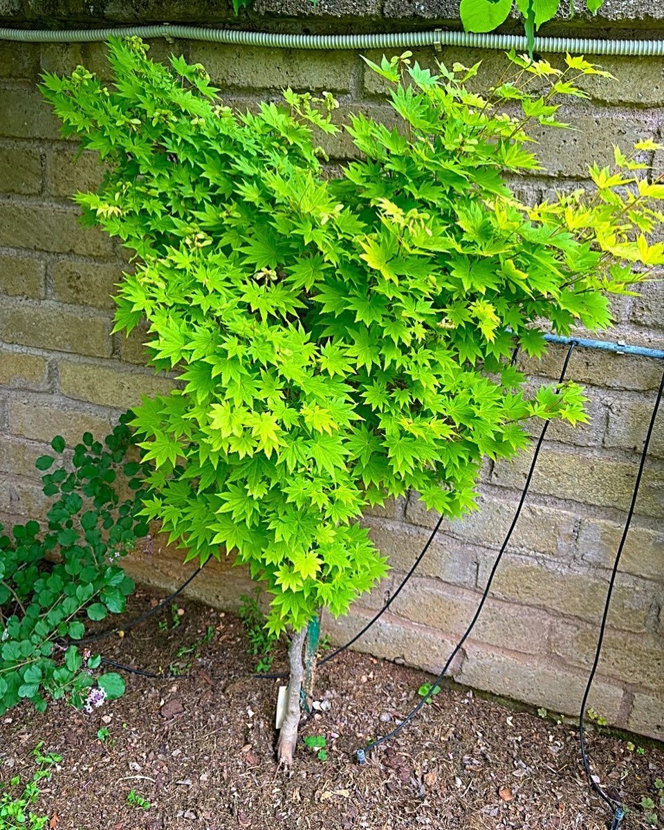 Gardening japanese-maple-tree Maple Trees : A Complete Guide to Varieties and Care