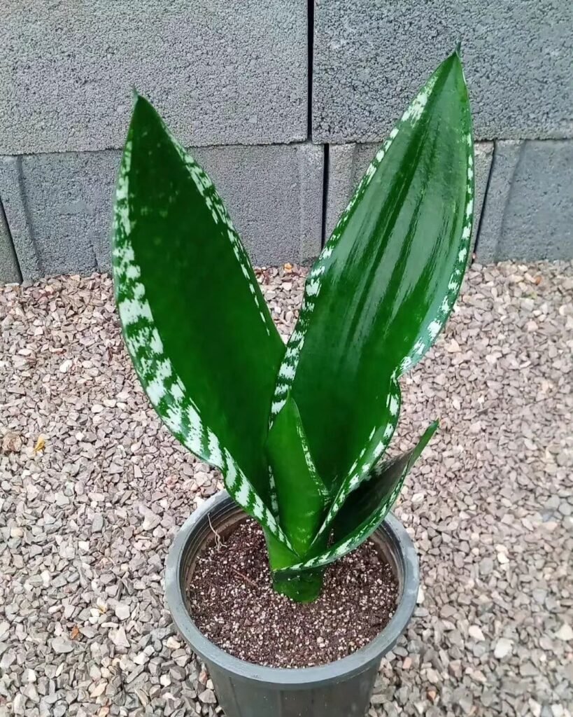 Gardening 1.-Snake-Plant-Sansevieria-819x1024 Top Indoor-Only Houseplants : No Outdoor Time Needed