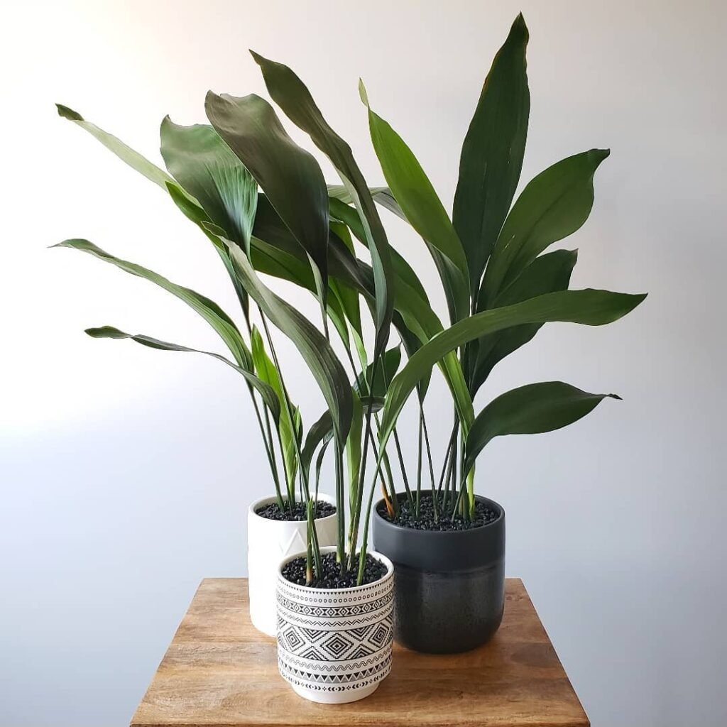 Gardening 10.-Cast-Iron-Plant-Aspidistra-elatior-1024x1024 Top Indoor-Only Houseplants : No Outdoor Time Needed